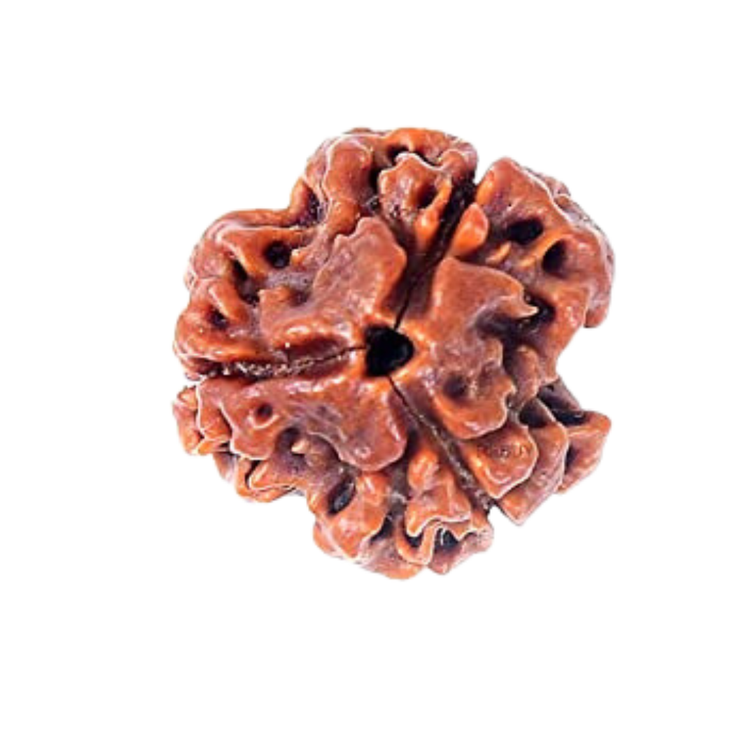 Rudraksha